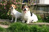 JACK RUSSEL 412